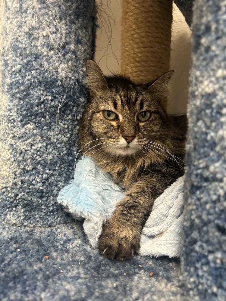 Kiki, an adoptable Domestic Long Hair in Fort collins, CO, 80526 | Photo Image 2