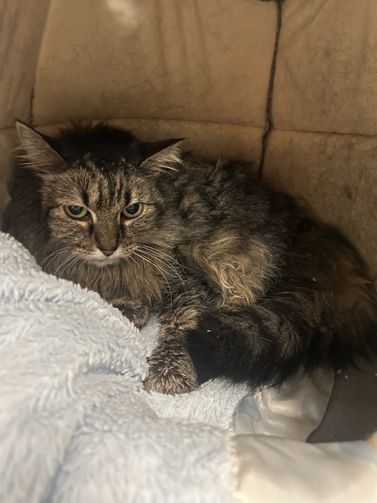 Kiki, an adoptable Domestic Long Hair in Fort collins, CO, 80526 | Photo Image 3
