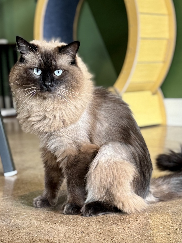 Arrow, an adoptable Ragdoll in Fort collins, CO, 80526 | Photo Image 1