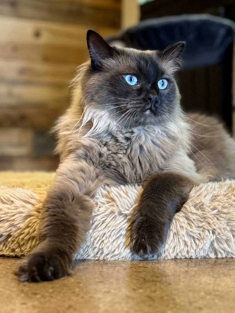 Phylo, an adoptable Ragdoll in Fort collins, CO, 80526 | Photo Image 1