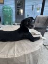 Odin (Orion) photo 1