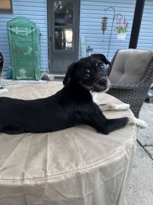 Odin (Orion), Young Male unknown