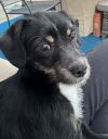 Odin (Orion) photo 3
