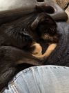 Odin (Orion) photo 5