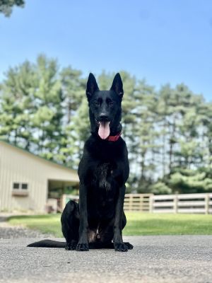 Ace