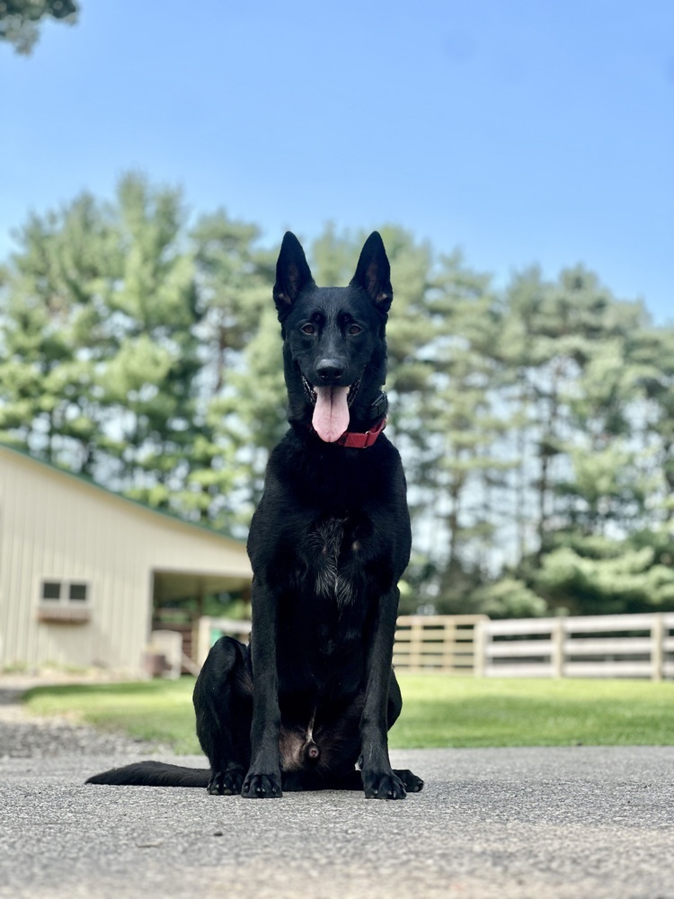 Ace
