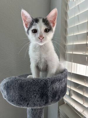Asriel, Baby Male unknown