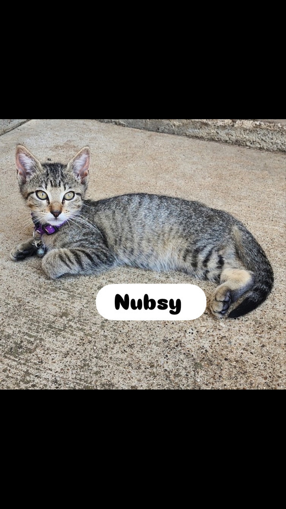 Nubsy