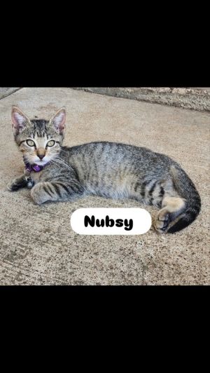 Nubsy, Baby Female unknown