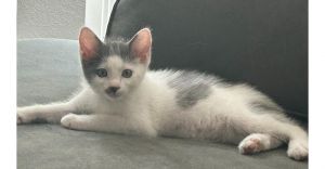 Ralsei, Baby Male unknown