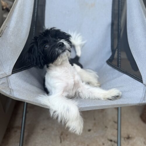 Snoop, an adoptable Shih poo, Maltipoo in Harrah, OK, 73045 | Photo Image 3