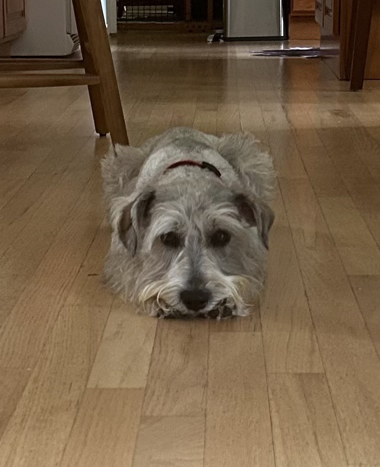Shaggy2