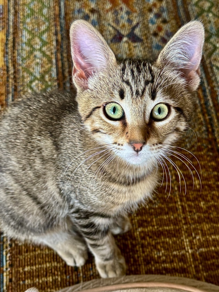 Rascal 4