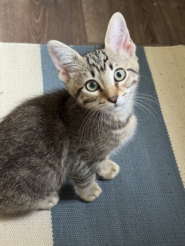 Rascal 4