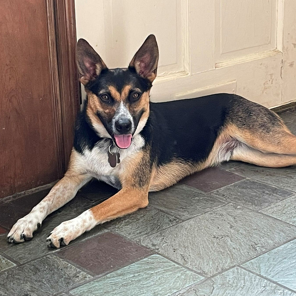 Archie - 24291
