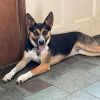Archie - 24291 photo 1