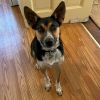 Archie - 24291 photo 2