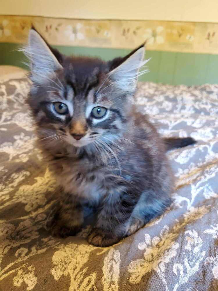 Dex