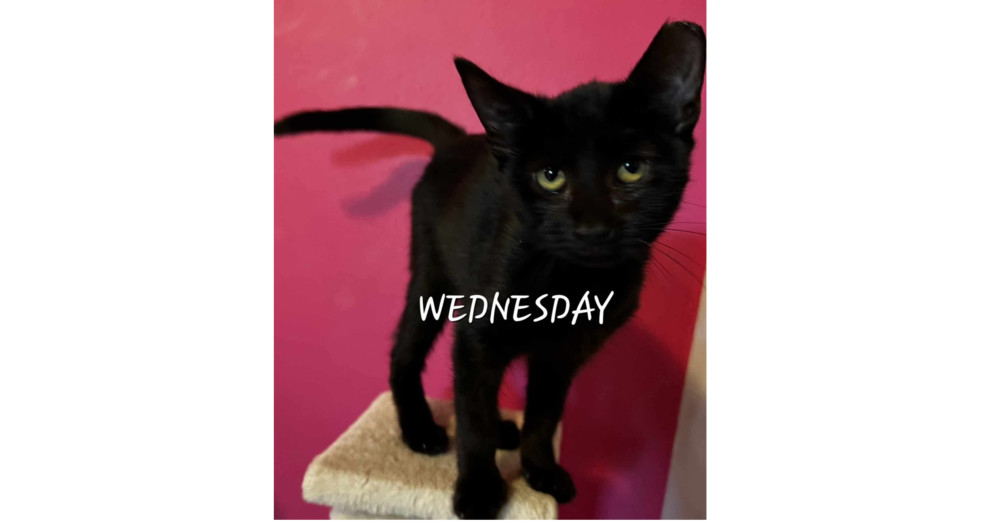 Wednesday