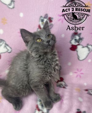 Asher, Young Male unknown