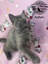 Asher photo 2