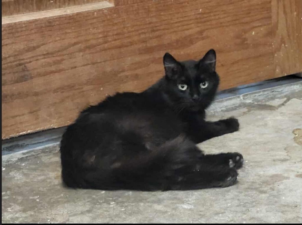 Bella-Luna, an adoptable Domestic Short Hair in Cloquet, MN, 55720 | Photo Image 1