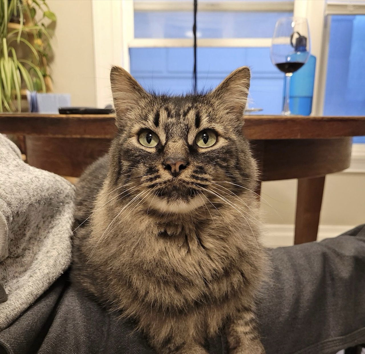 Fettuccine