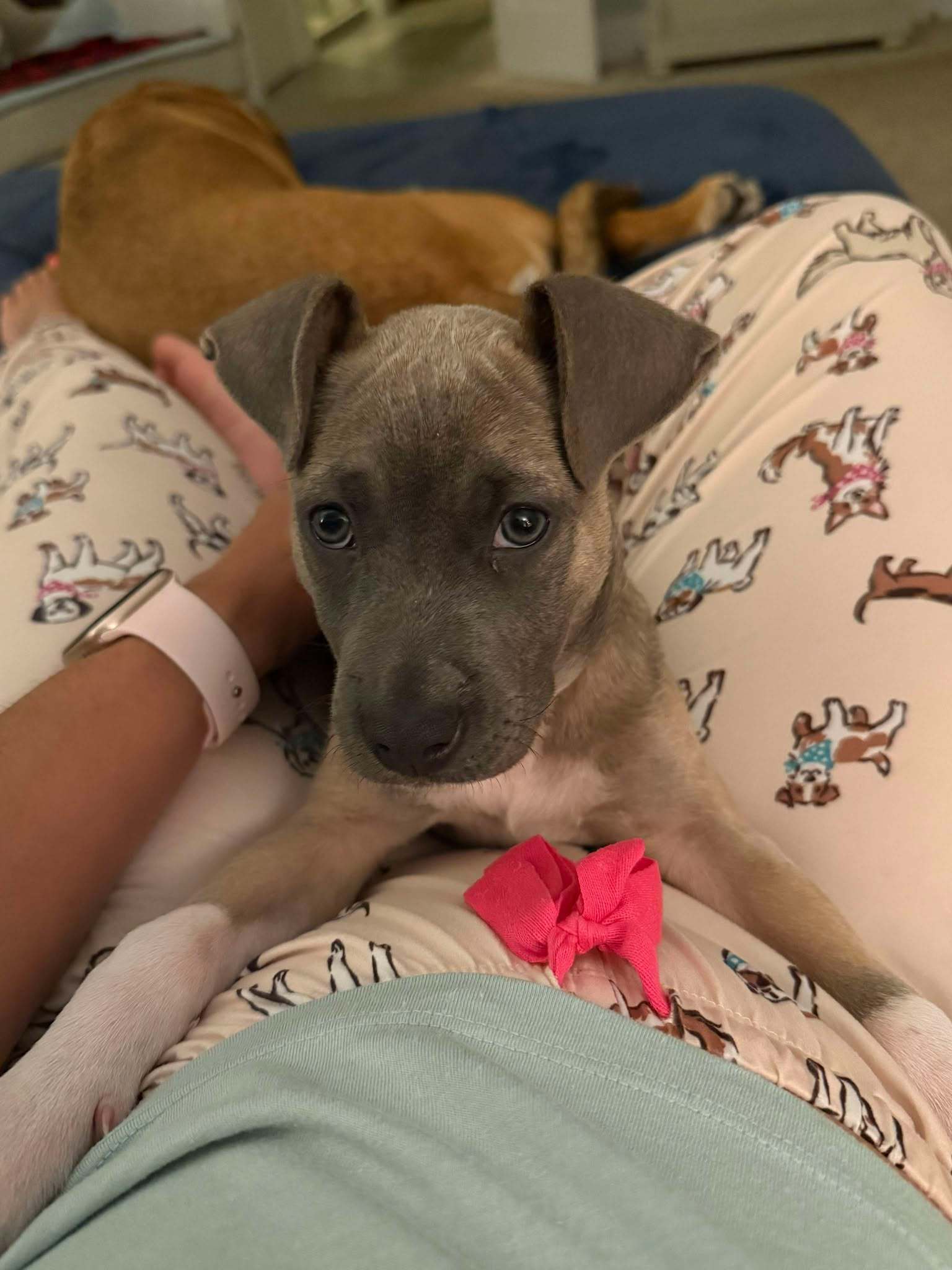 Harvey