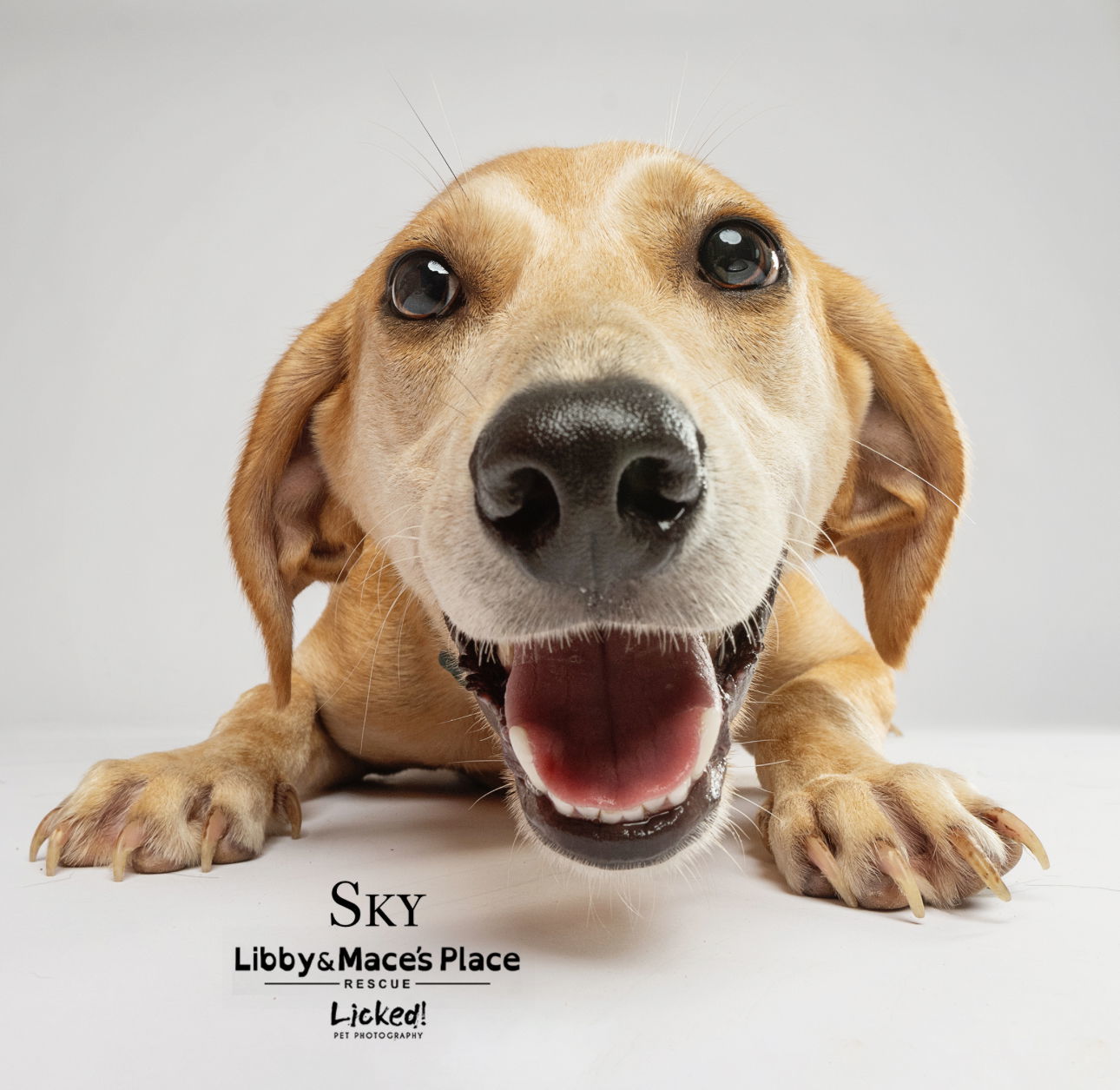 Sky-adoption fee sponsored