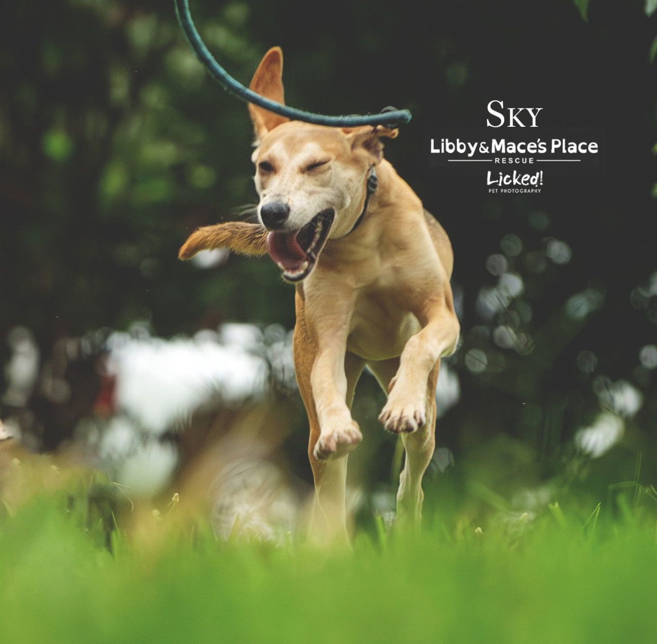 Sky-adoption fee sponsored