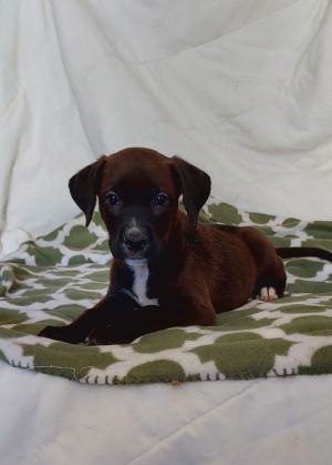 Boomer, Baby Male unknown