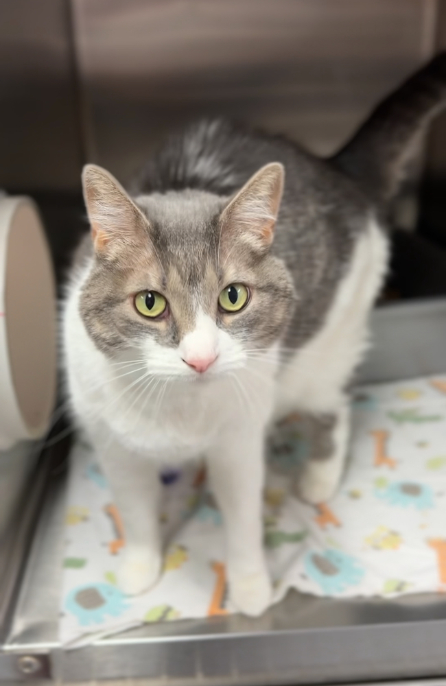 Kitty Lou, an adoptable Domestic Short Hair in Bemidji, MN, 56601 | Photo Image 1