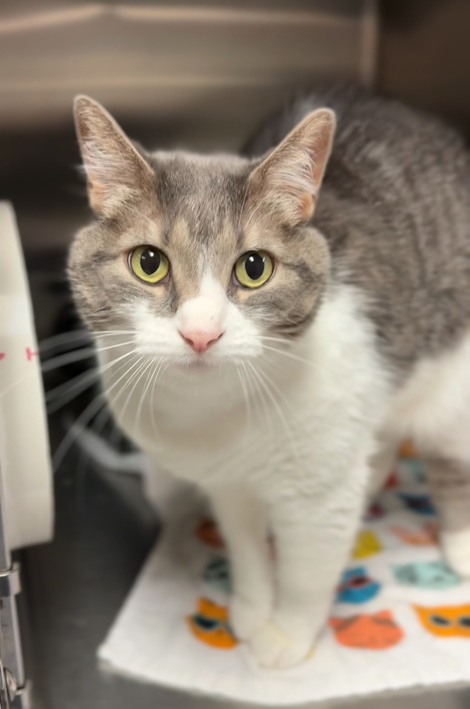 Kitty Lou, an adoptable Domestic Short Hair in Bemidji, MN, 56601 | Photo Image 2