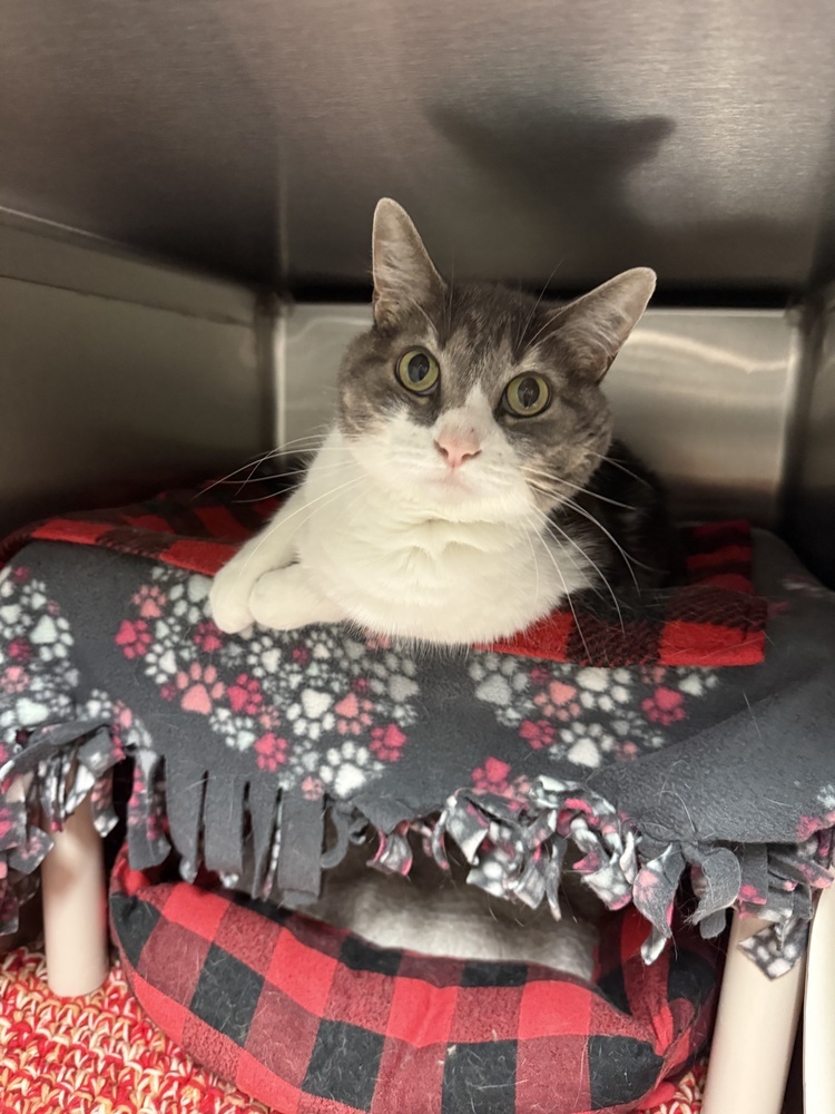 Kitty Lou, an adoptable Domestic Short Hair in Bemidji, MN, 56601 | Photo Image 3