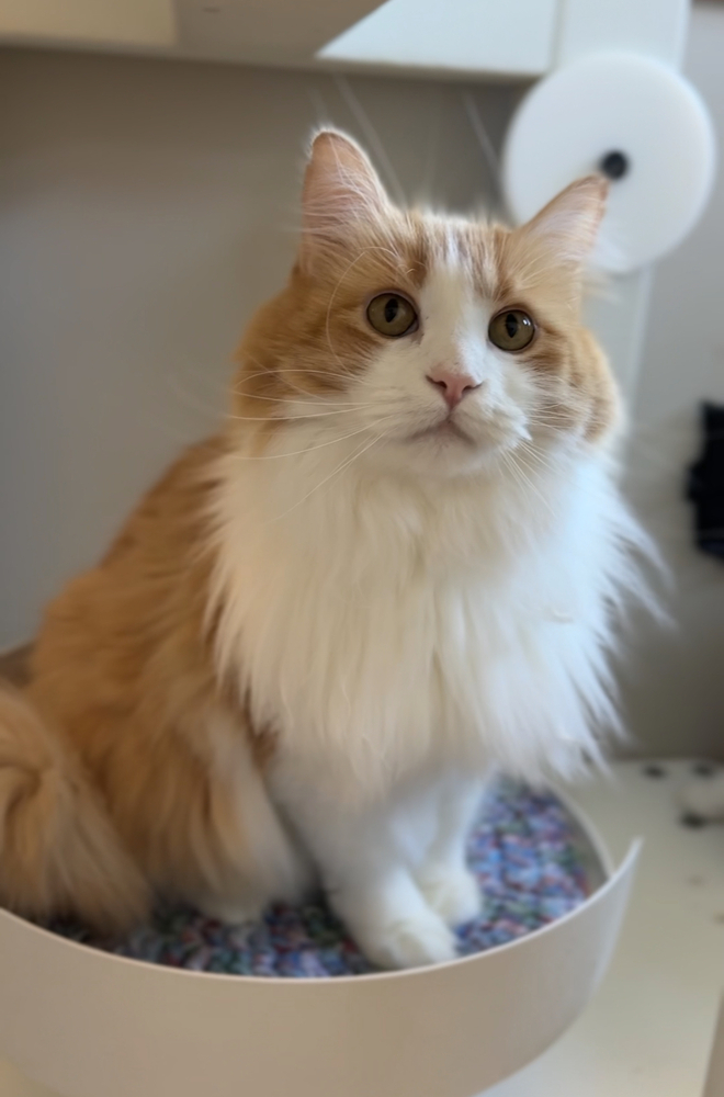 Mama, an adoptable Domestic Long Hair in Bemidji, MN, 56601 | Photo Image 1