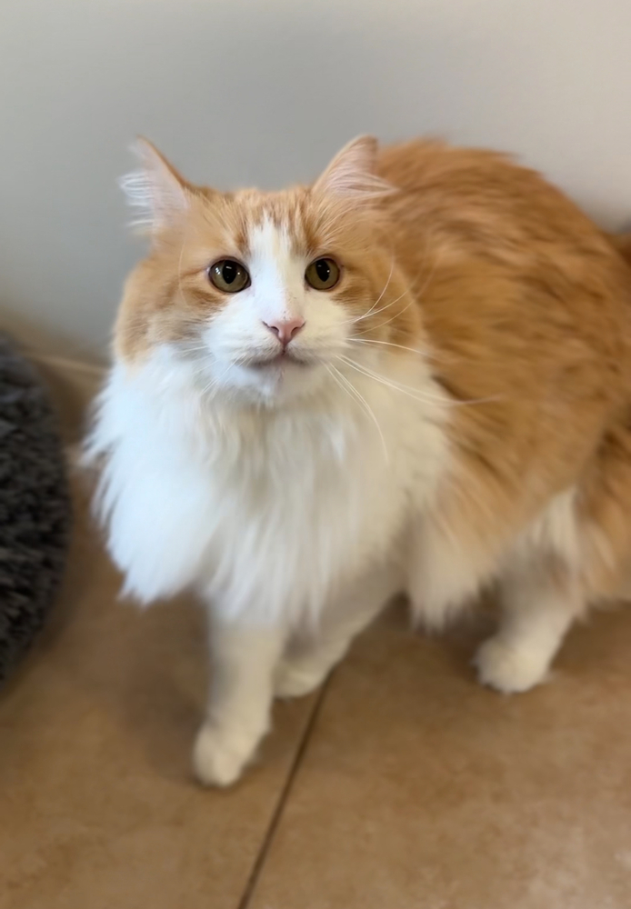 Mama, an adoptable Domestic Long Hair in Bemidji, MN, 56601 | Photo Image 2