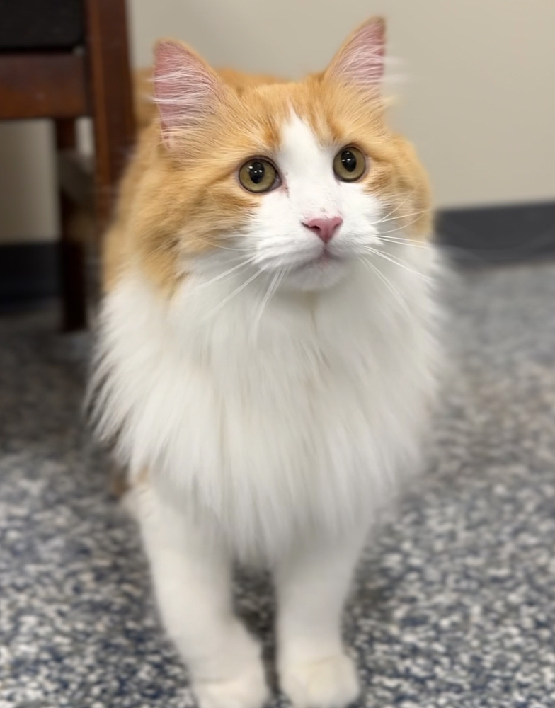 Mama, an adoptable Domestic Long Hair in Bemidji, MN, 56601 | Photo Image 3