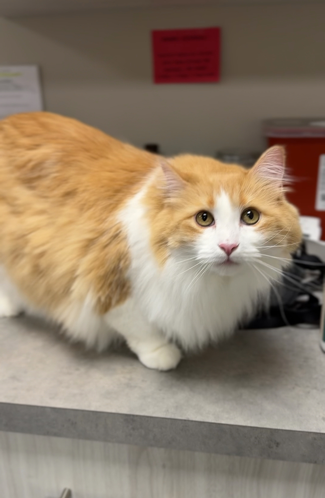 Mama, an adoptable Domestic Long Hair in Bemidji, MN, 56601 | Photo Image 4