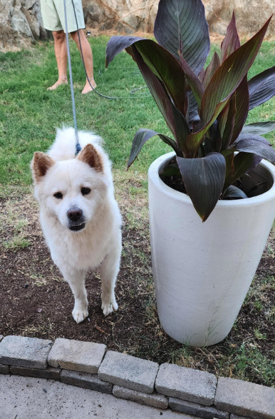NOVA, an adoptable Chow Chow, Samoyed in Chandler, AZ, 85249 | Photo Image 1