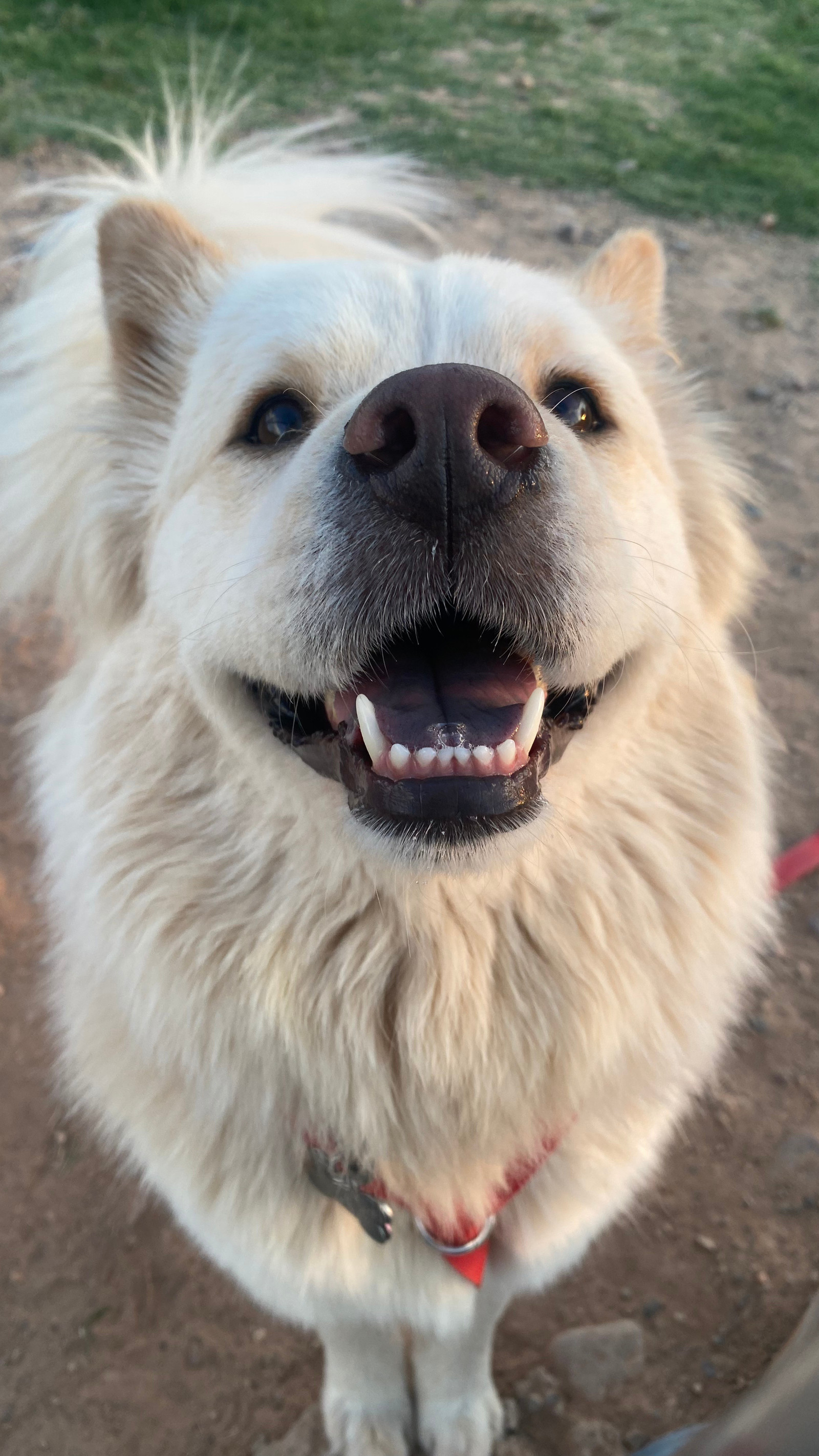 NOVA, an adoptable Chow Chow, Samoyed in Chandler, AZ, 85249 | Photo Image 2