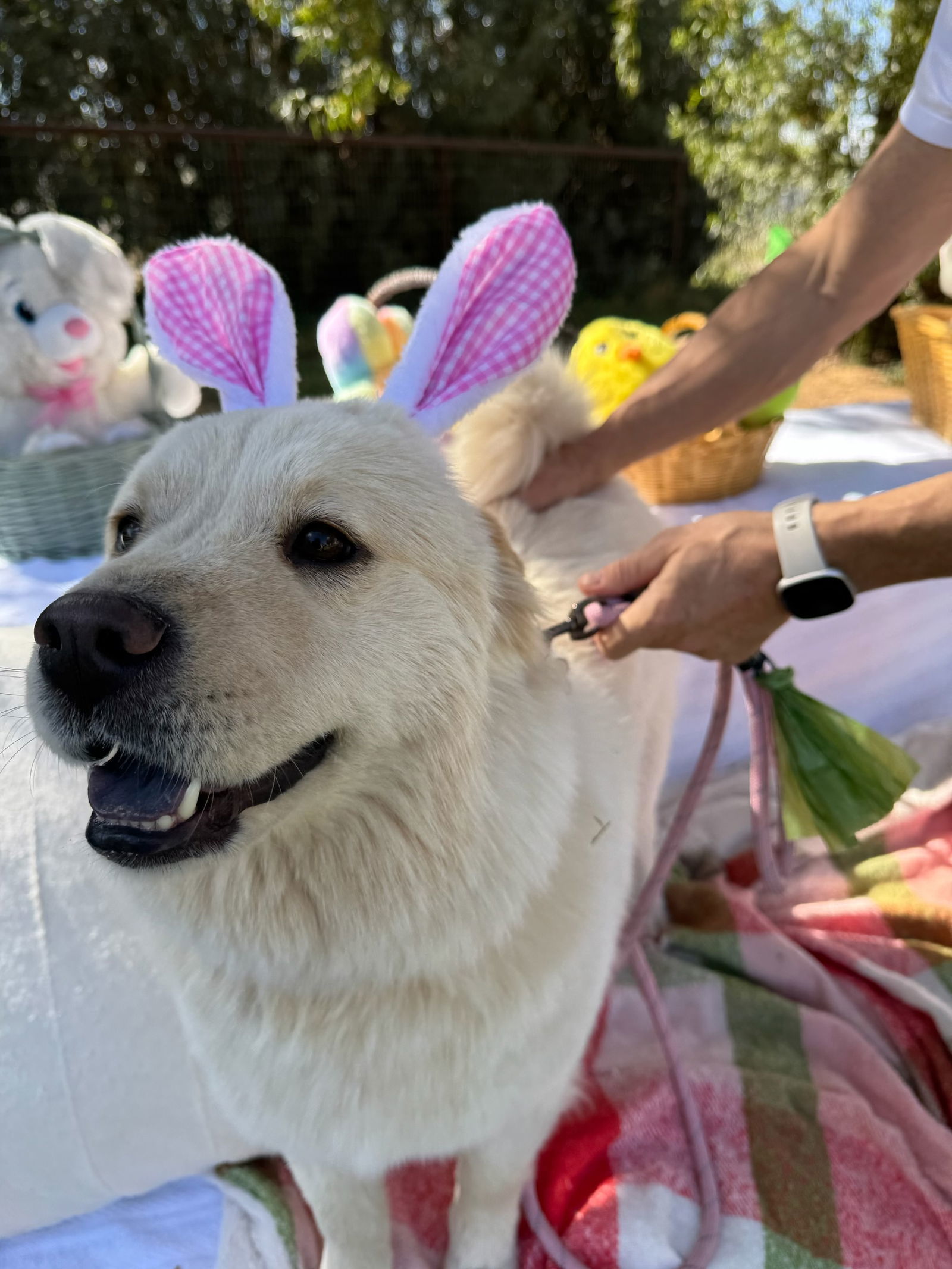 NOVA, an adoptable Chow Chow, Samoyed in Chandler, AZ, 85249 | Photo Image 3