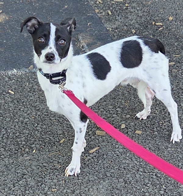 Domino