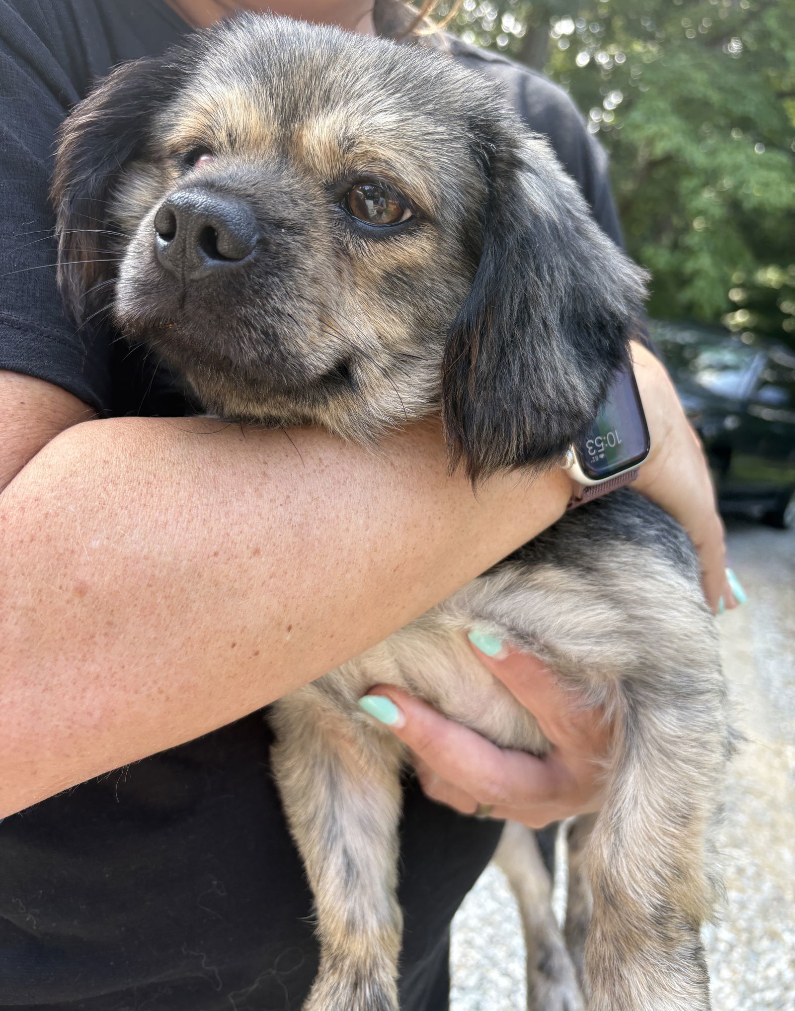 Rockie, an adoptable Pekingese in Holly Springs, NC, 27540 | Photo Image 1