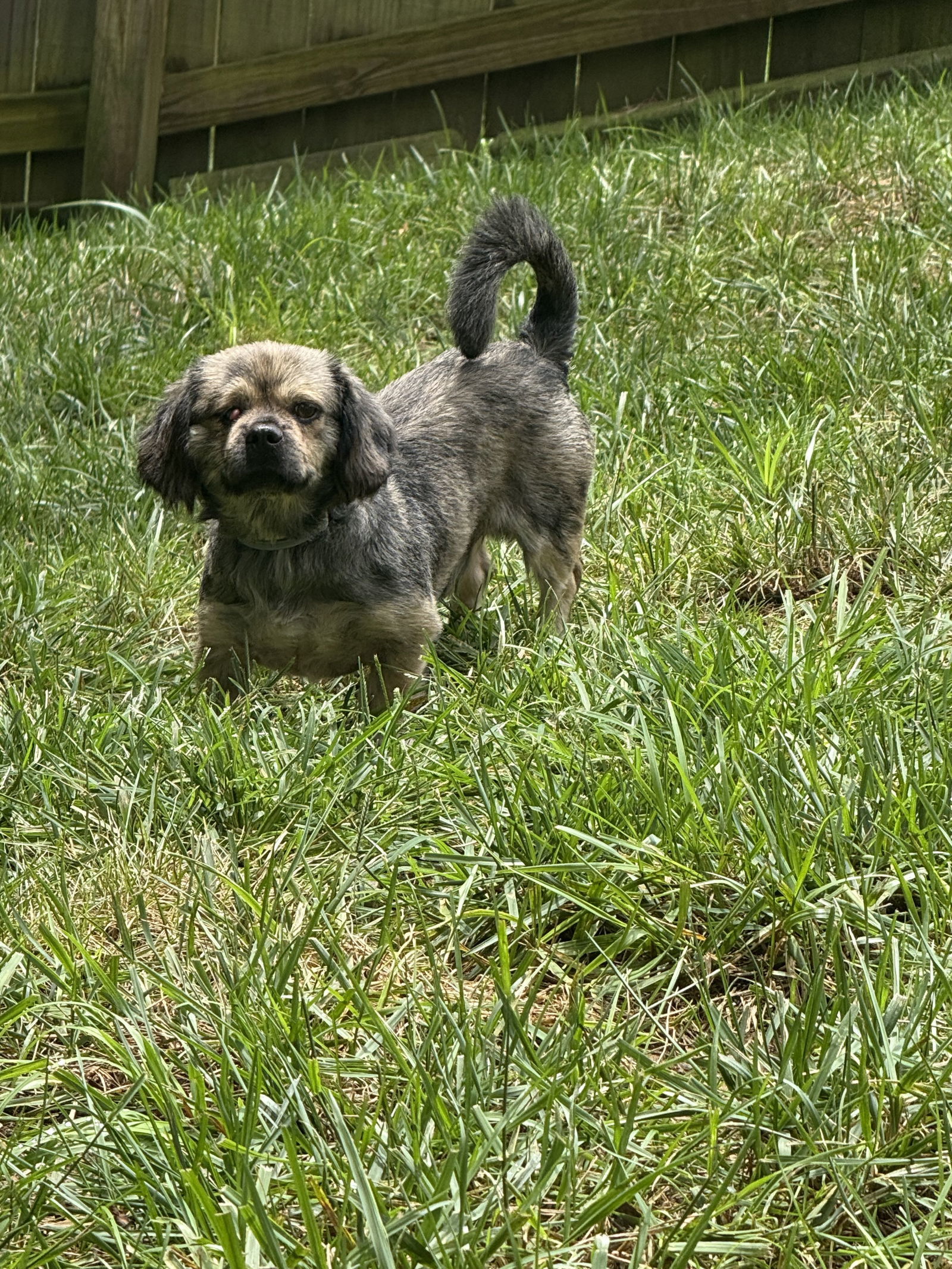 Rockie, an adoptable Pekingese in Holly Springs, NC, 27540 | Photo Image 2