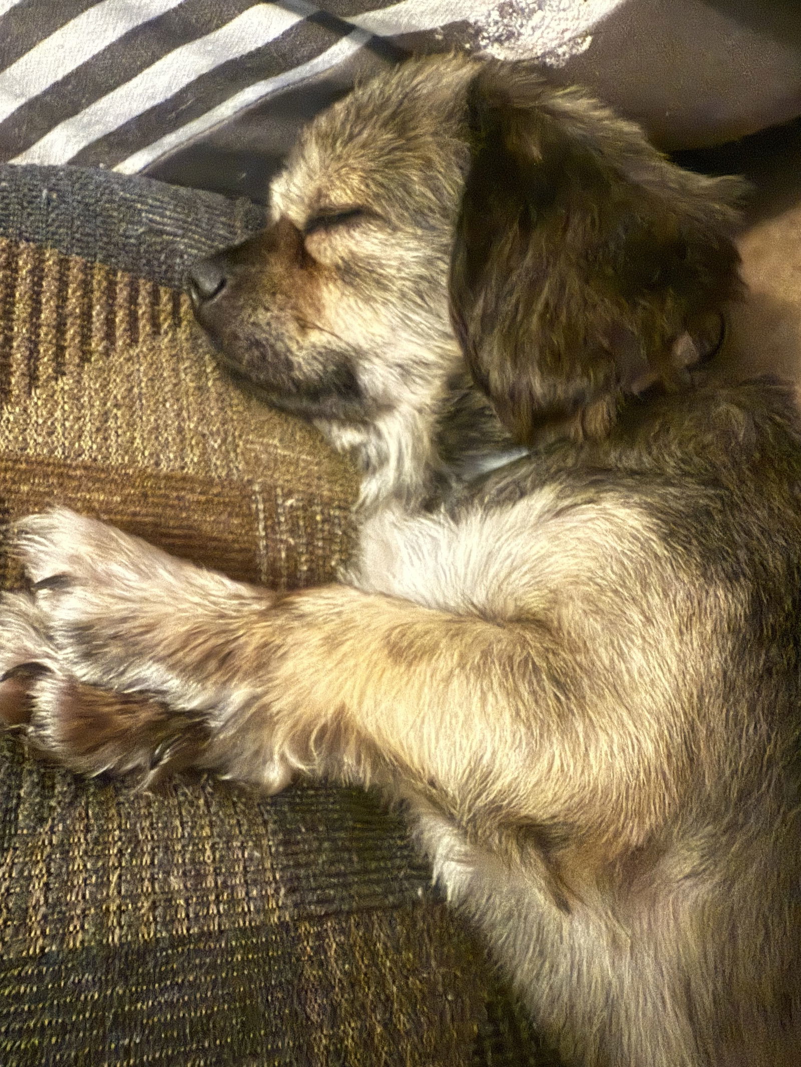 Rockie, an adoptable Pekingese in Holly Springs, NC, 27540 | Photo Image 3