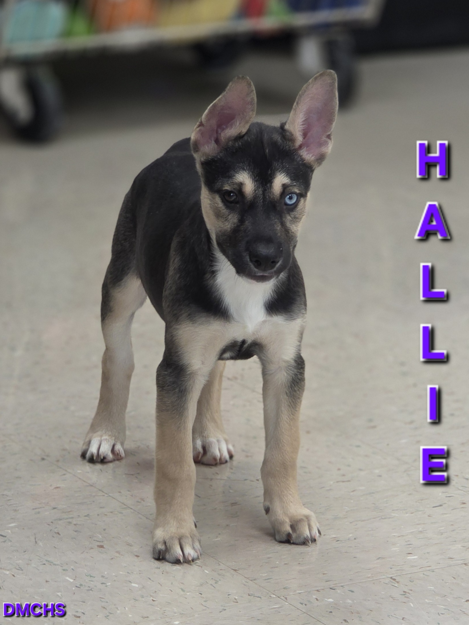 Hallie