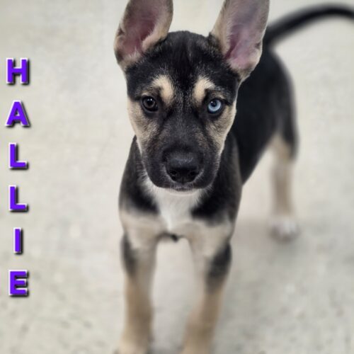 Hallie