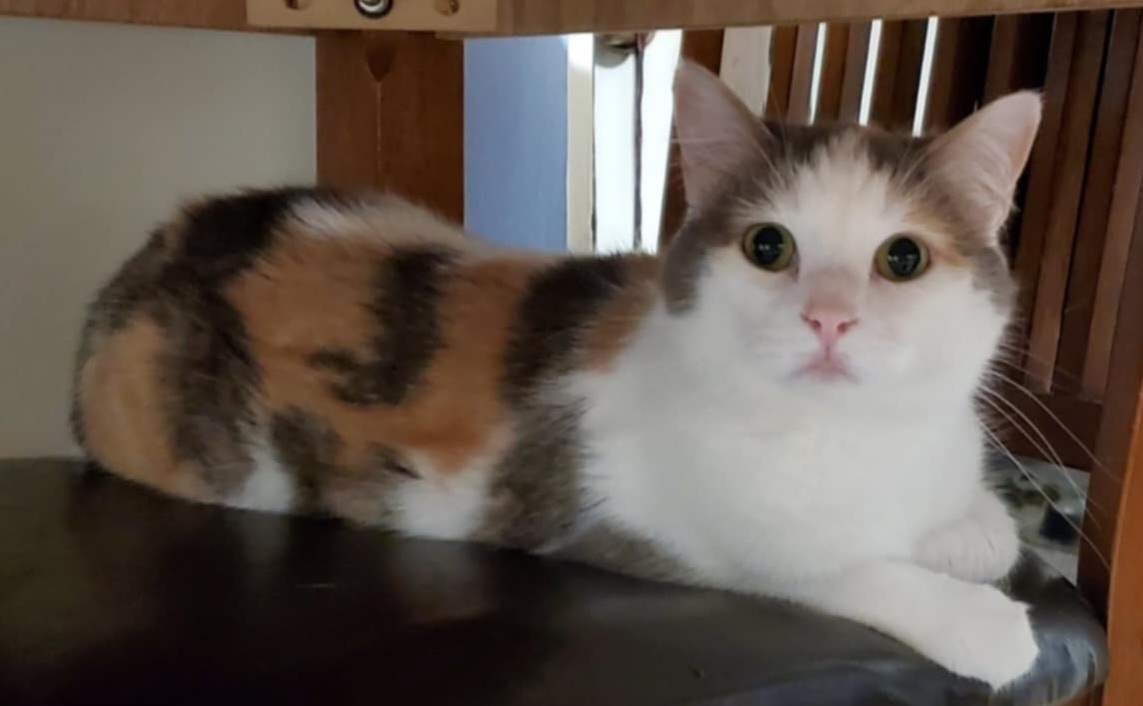 Bel