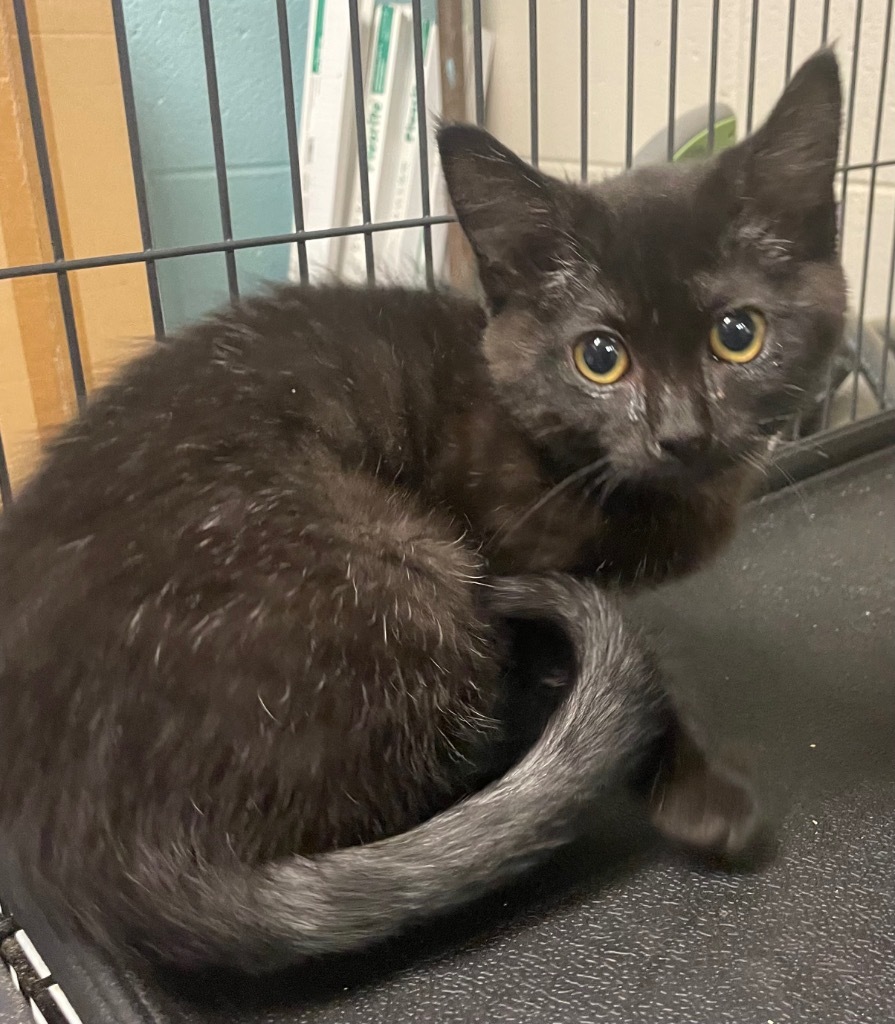 Raven, an adoptable Domestic Short Hair in Rock Springs, WY, 82901 | Photo Image 1