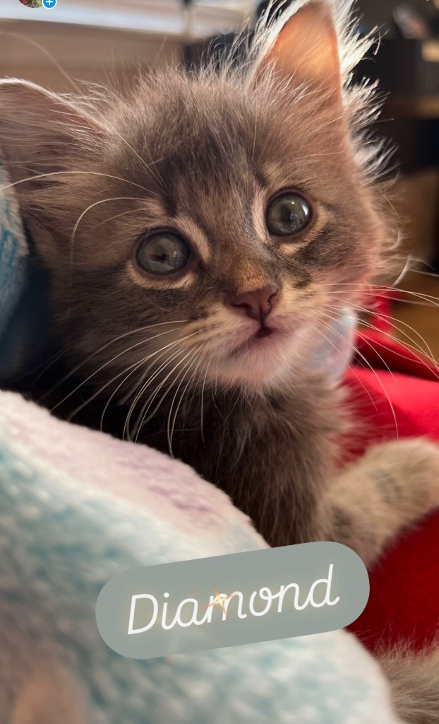 Amadayzee, an adoptable Domestic Long Hair, Siberian in New Braunfels, TX, 78130 | Photo Image 1